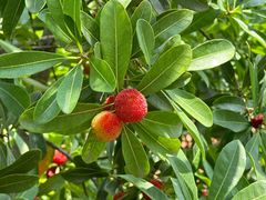 -虹御轩·传承江浙菜(虹桥店)