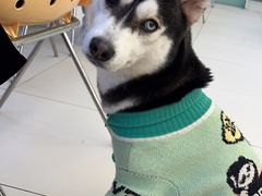 -怪兽屋·羊驼·猫咖·狗咖(俊华广场店)