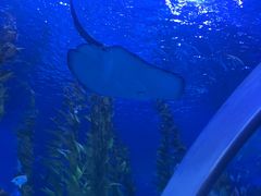 -芜湖新华联大白鲸海洋公园