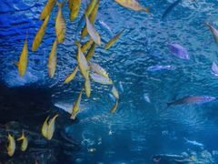 -太平洋海底世界