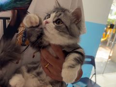 -瑞派福兴宠物医院犬猫全科·骨科·中西医结合(河东店)