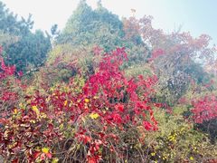 -府君山公园