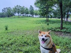 -马家湾湿地公园