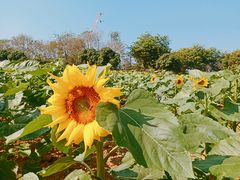 -松山湖南湖湾露营营地