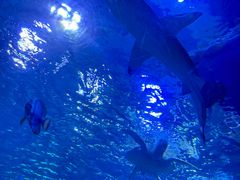 -太平洋海底世界