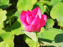 -万源龙顺度假庄园生态观光园