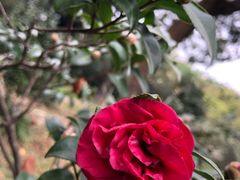 -华南国家植物园-售票处