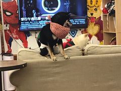 -豆柴町-柴犬主题狗咖(红鼎国际C座店)