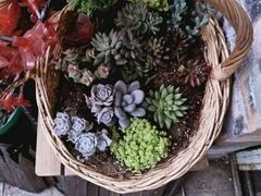-树洞桌游宠咖小酒馆