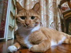 -飛凡TATTOO纹身•原创