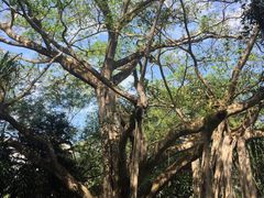 -瑞丽独树成林风景区