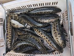 -白沙洲农产品大市场-海鲜交易区