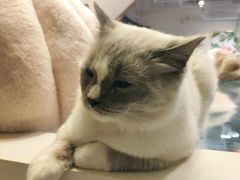 -喵喵咪呀布偶猫咖(春熙路店)