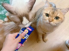 -唐小姐の私宠·宠物洗护美容·撸猫馆·购宠(周浦万达旗舰店)