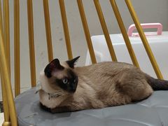 -藏猫猫咖啡主题馆(中央大道店)