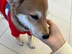 -怪兽屋·羊驼·猫咖·狗咖(俊华广场店)