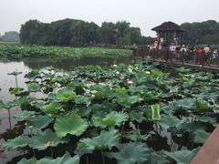 -荷塘月色湿地公园·向阳花洲