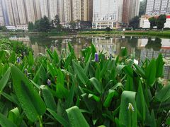 -花果园湿地公园