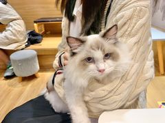 -滚猫咖啡·猫咖·猫友好撸猫(未来城店)