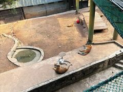 -深圳野生动物园