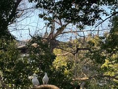 -西园戒幢律寺