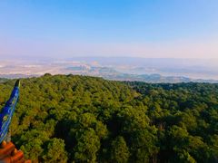 -铁山坪森林公园