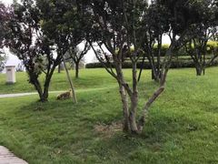 -两河城市森林公园