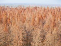 -黄海国家森林公园