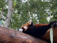 -北京野生动物园