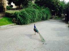 iphone_upload_pic-杭州千岛湖开元度假村