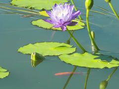 -国家植物园南园