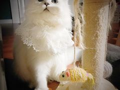 -欣宠猫屋·矮脚拿破仑·蓝金金渐层