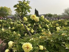 -曹州百花园