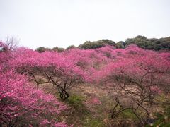 -新建村梅花