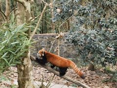 -都江堰中华大熊猫苑