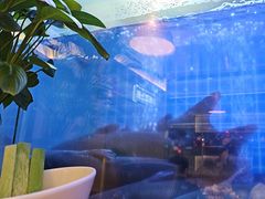 -老板恋上鱼(印象城店)