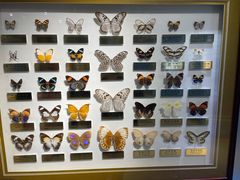 -上海昆虫博物馆