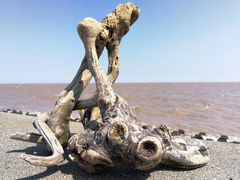 -碧海金沙