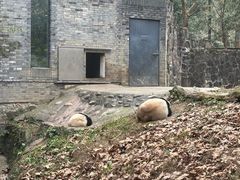 -都江堰中华大熊猫苑