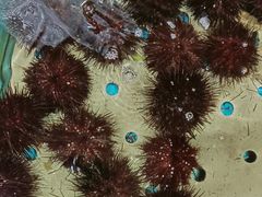 -天天渔港(杏林街店)