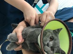-瑞派动物医院·猫专科·至诚(江南中分院)