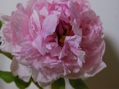 -双季花艺园艺市场(浦东店)