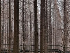 -黄海国家森林公园