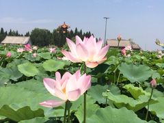 iphone_upload_pic-白洋淀景区