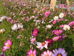 -非烤勿扰韩料自助烤肉(松山湖万科店)