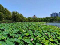 -莲花池公园