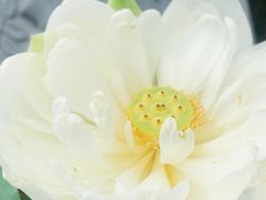 -陈家山荷花公园