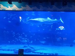 -烟台海昌鲸鲨海洋公园