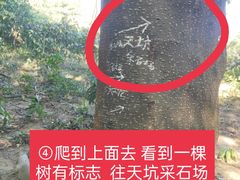 -黄埔油麻山森林公园