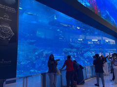 -迪拜水族馆及水下动物园
